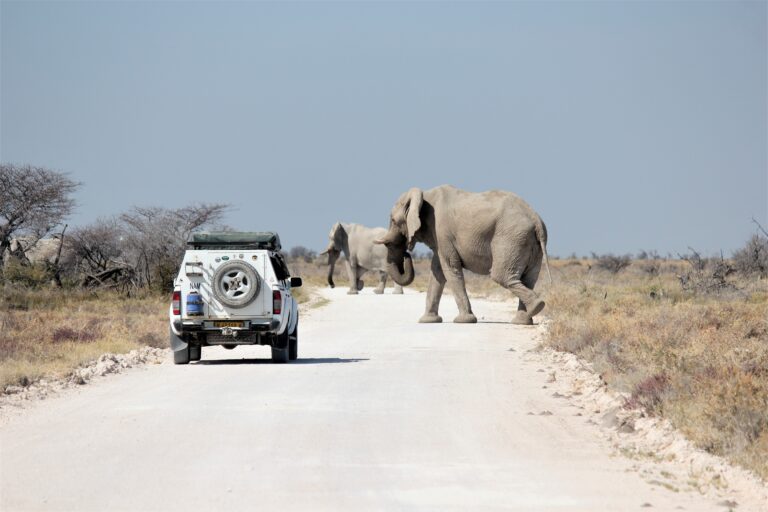 A rented vehicle standing in a road in Etosha National Park with an elephant nearby.