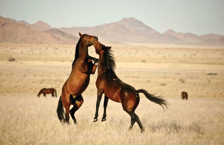 Two horses in a field jumping toward each other.