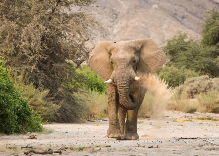 An elephant throwing some sand on itself at the Hoanib Valley Camp.