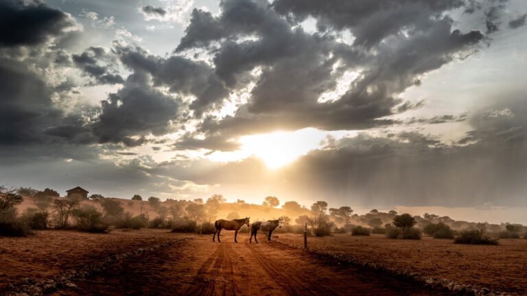 Horses standing on a gravel road on a cloudy day near the Bagatelle Kalahari Game Ranch.