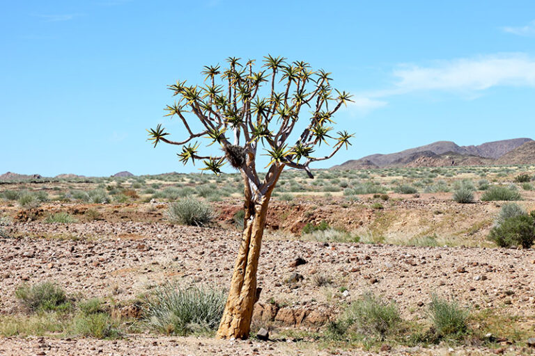 A desert plant near Canyon Roadhouse.