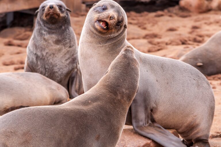 A few adorable seals from Cape Cross.