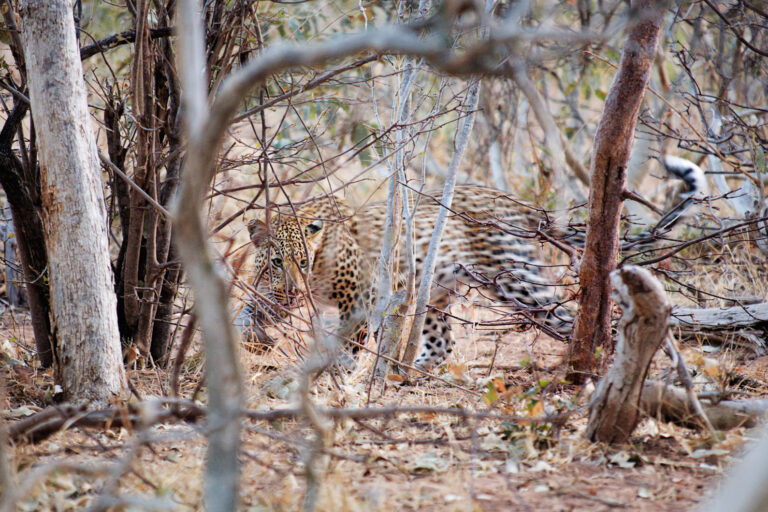 A leopard walking in the forest near Chobe.