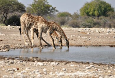 Two giraffes busy drinking water.