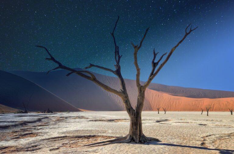 A dead tree at Dead Vlei during the night.