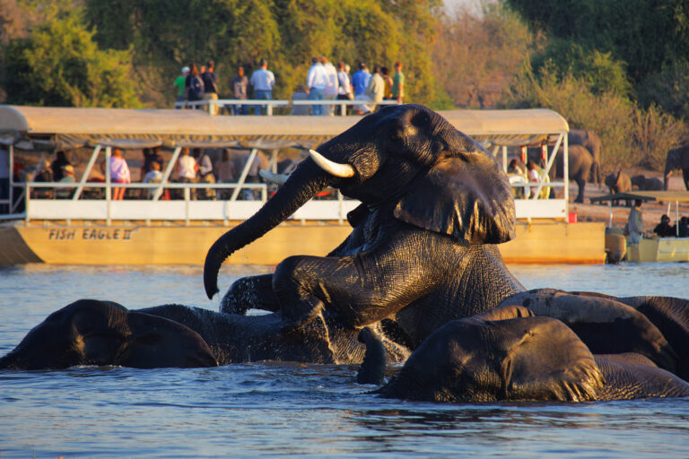 Elephants busy swimming in a river near Chobe.