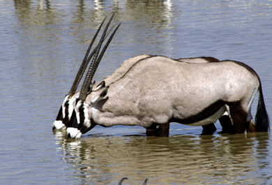 Two oryx standing in a dam busy drinking water.