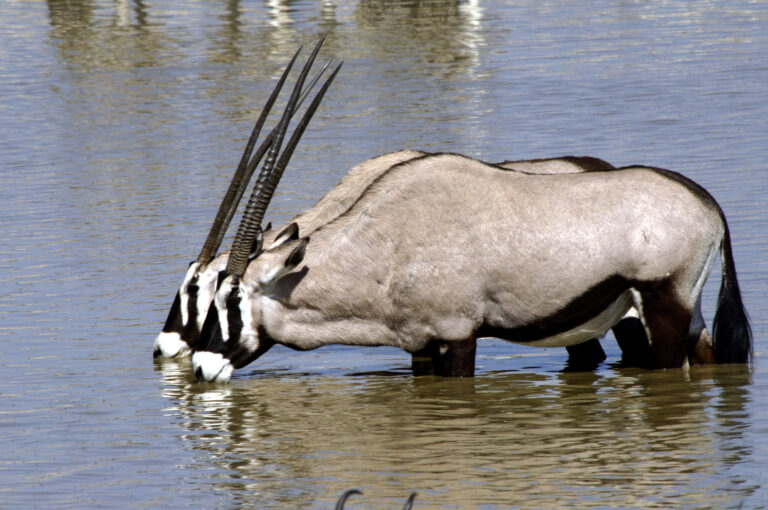Two oryx standing in a dam busy drinking water.
