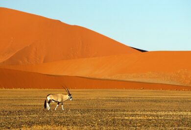 An Oryx walking near a large dune in the Namib Desert.