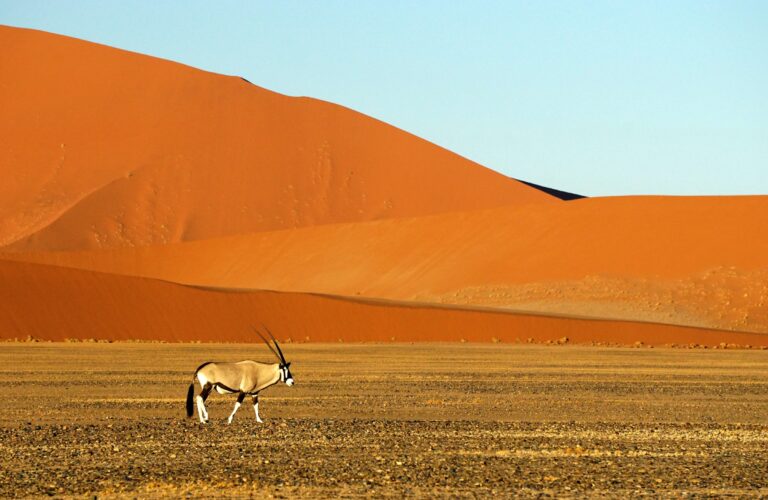 An Oryx walking near a large dune in the Namib Desert.