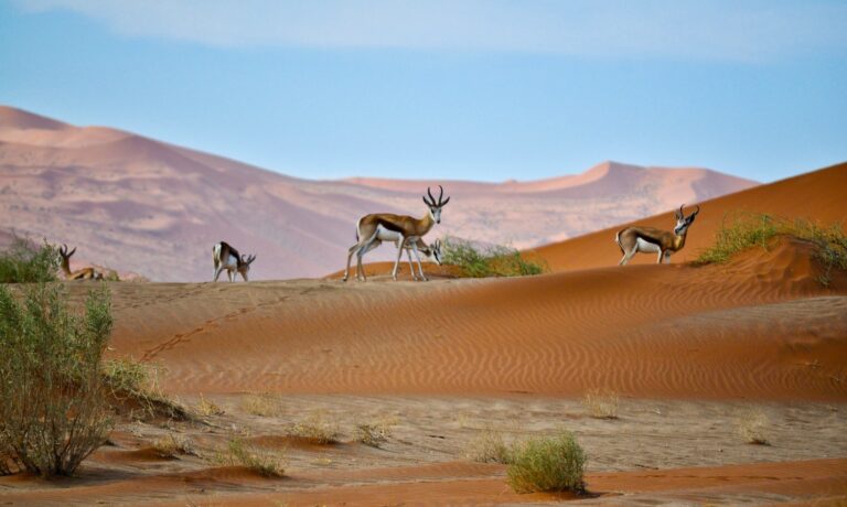 A few springbok standing on a dune in the Namib Desert.