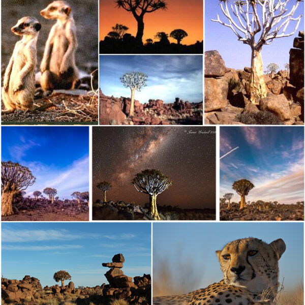 Quivertree FRC collage