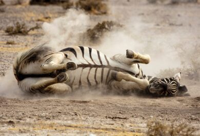 A zebra rolling on the ground in Etosha.