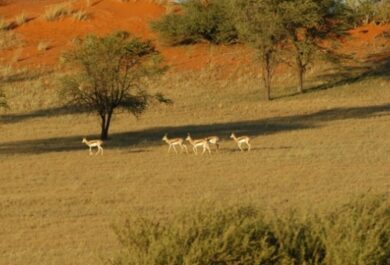 A herd of springbok at the Bagatelle Kalahari Game Ranch.