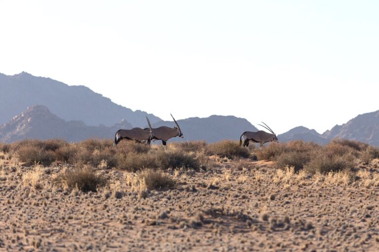 A herd of oryx in a field near the Desert Camp.