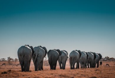 A herd of elephants walking in the field surrounded by springbok.