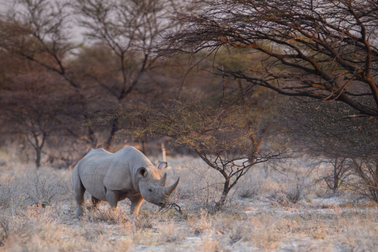 A rhino standing near a thorn tree at Onguma Etosha Aoba Lodge.