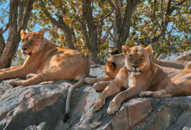 Lions laying on a rock at the Hobatere Lodge.