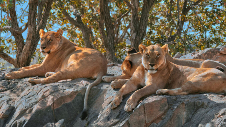 Lions laying on a rock at the Hobatere Lodge.