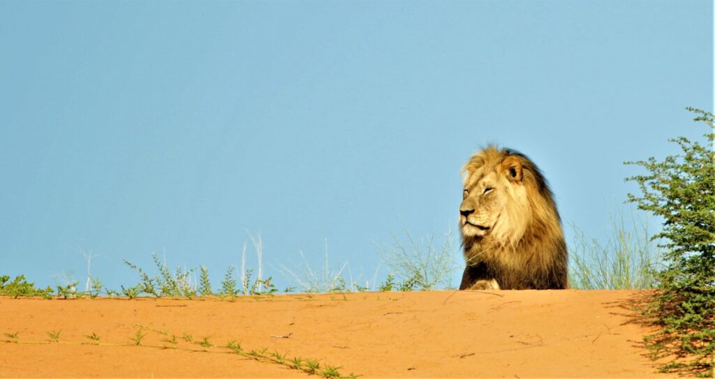 c africa safaris and tours