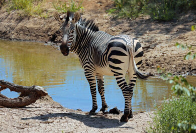 A zebra near a dam at Hobatere Lodge.