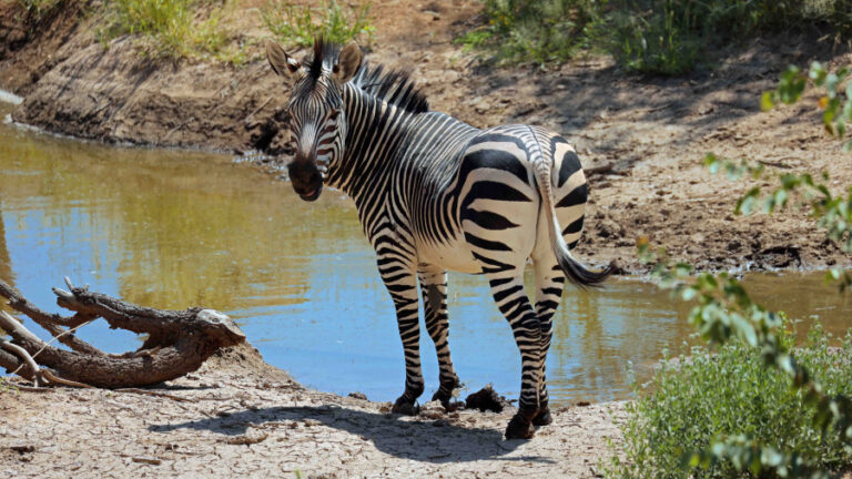 A zebra near a dam at Hobatere Lodge.