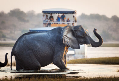Tourist watching an elephant in Botswana